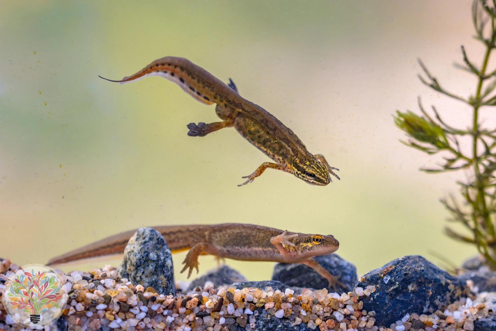 Fadenmolch – Bild 5 von 5