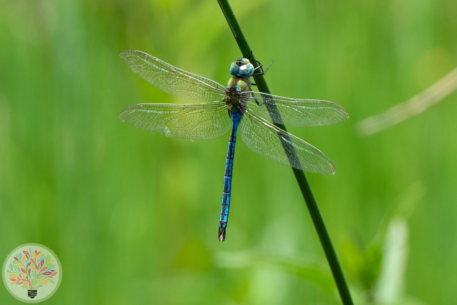 Aeshna caerulea – Afbeelding 2 van 3
