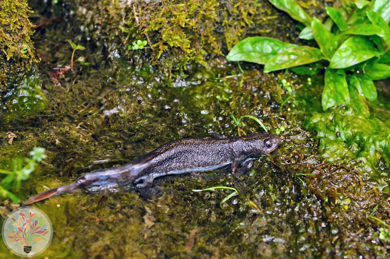 Italienischer Kammmolch – Bild 2 von 3