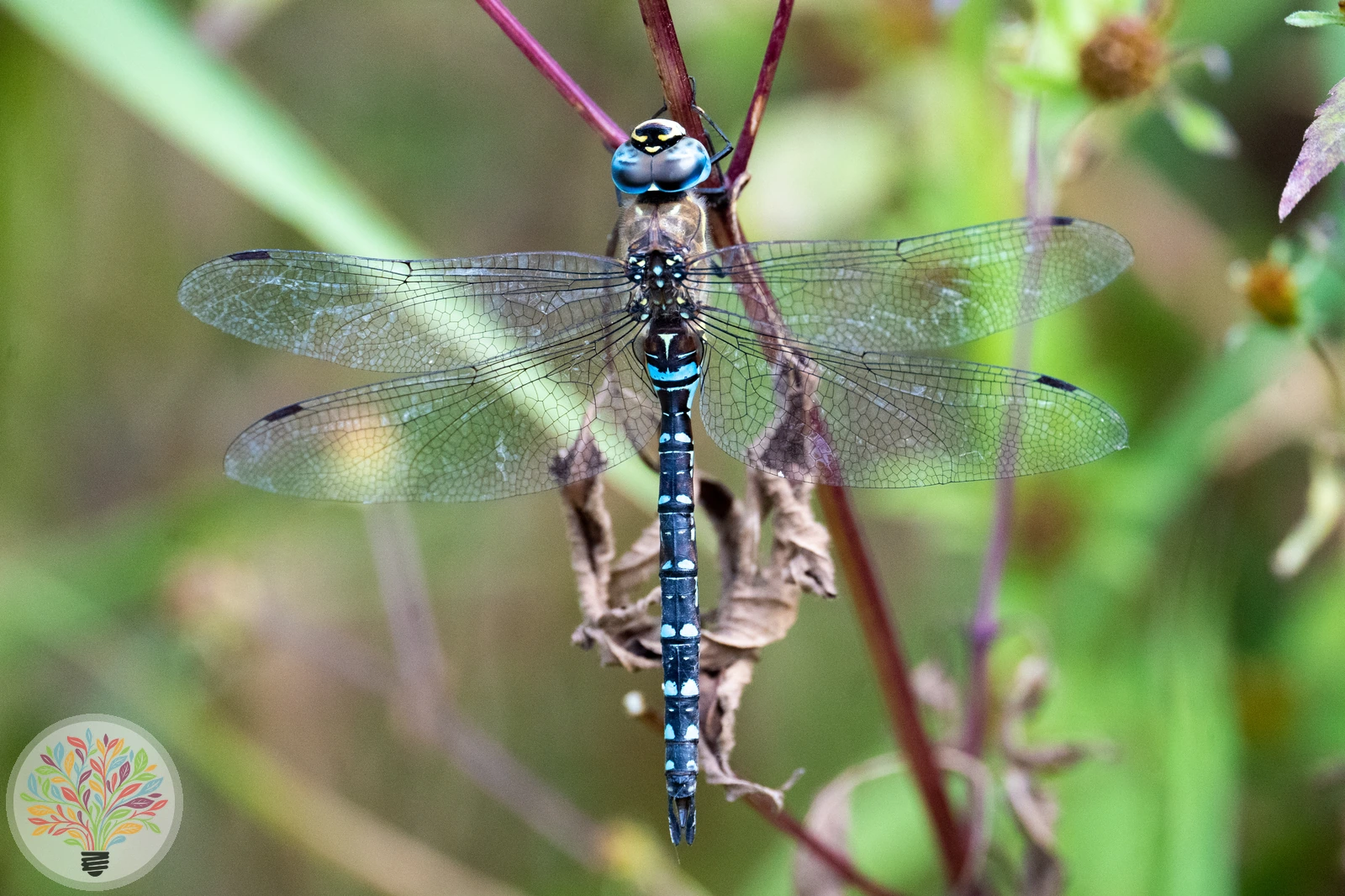Aeshna mixta – Afbeelding 1 van 6