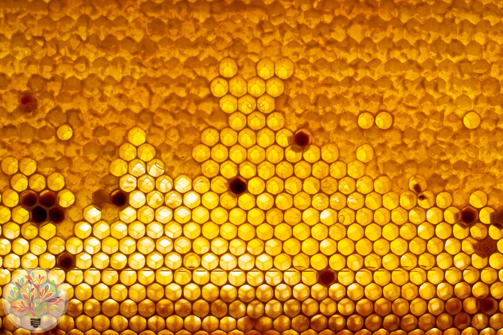 Honigbiene – Bild 7 von 7