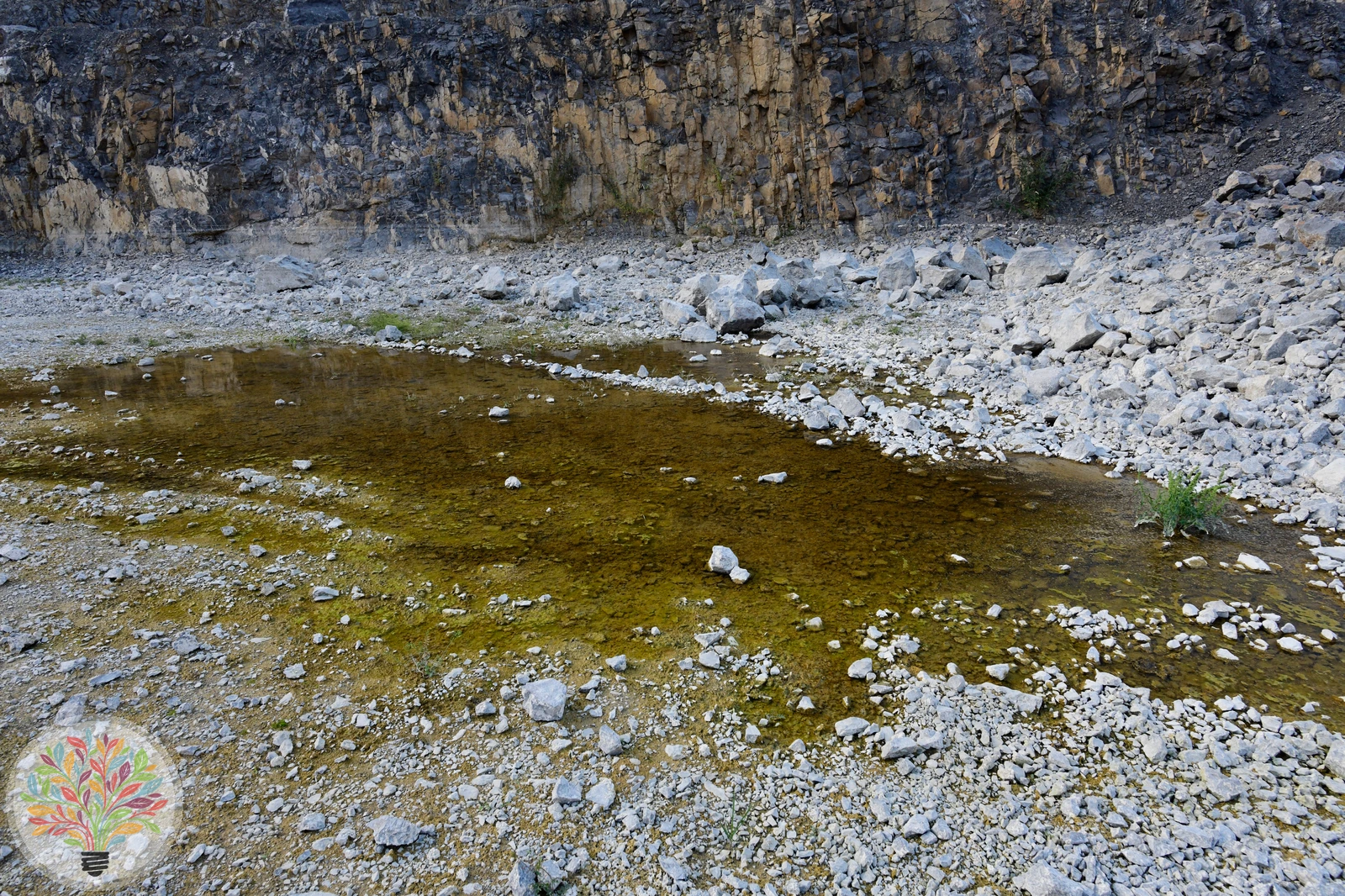 Rotbauchunke – Bild 4 von 4