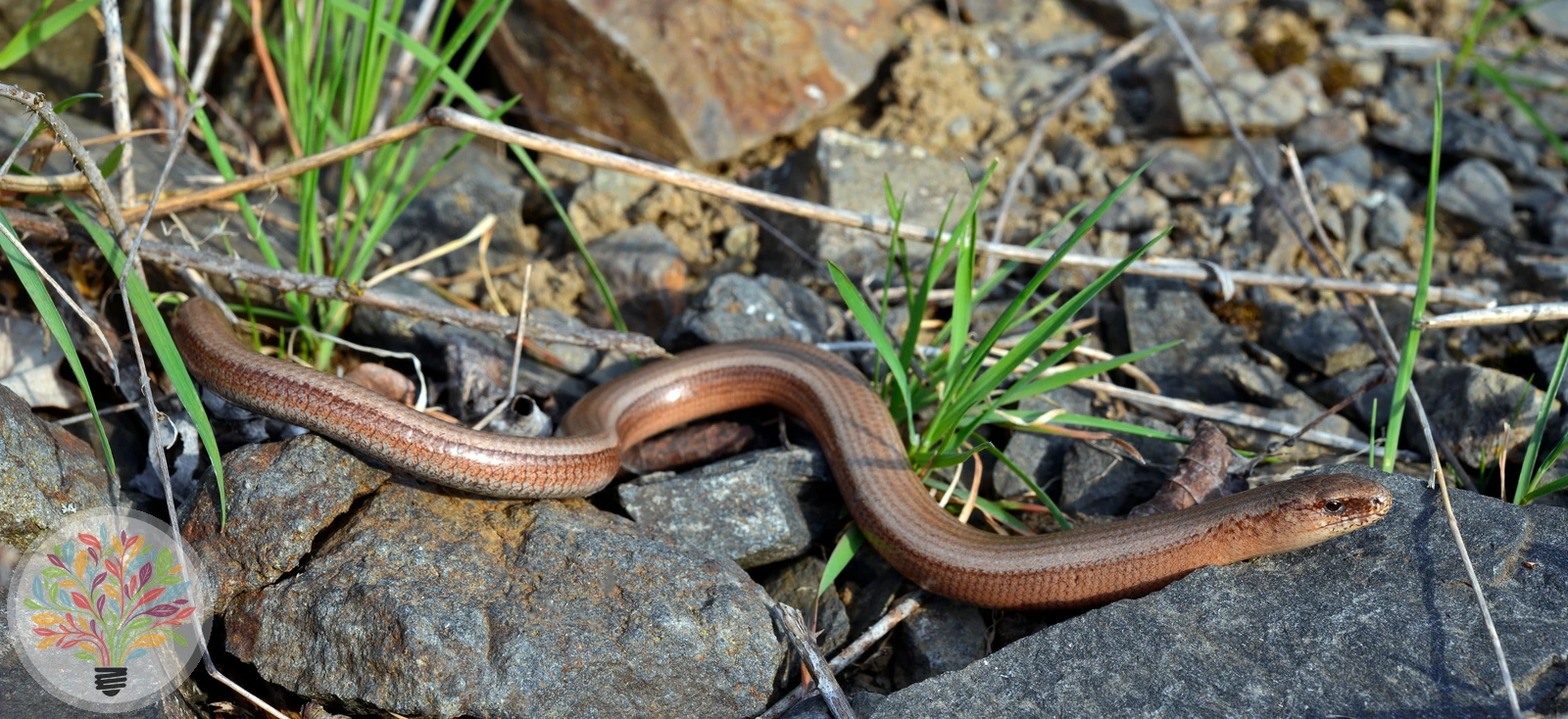 Blindschleiche – Bild 4 von 4