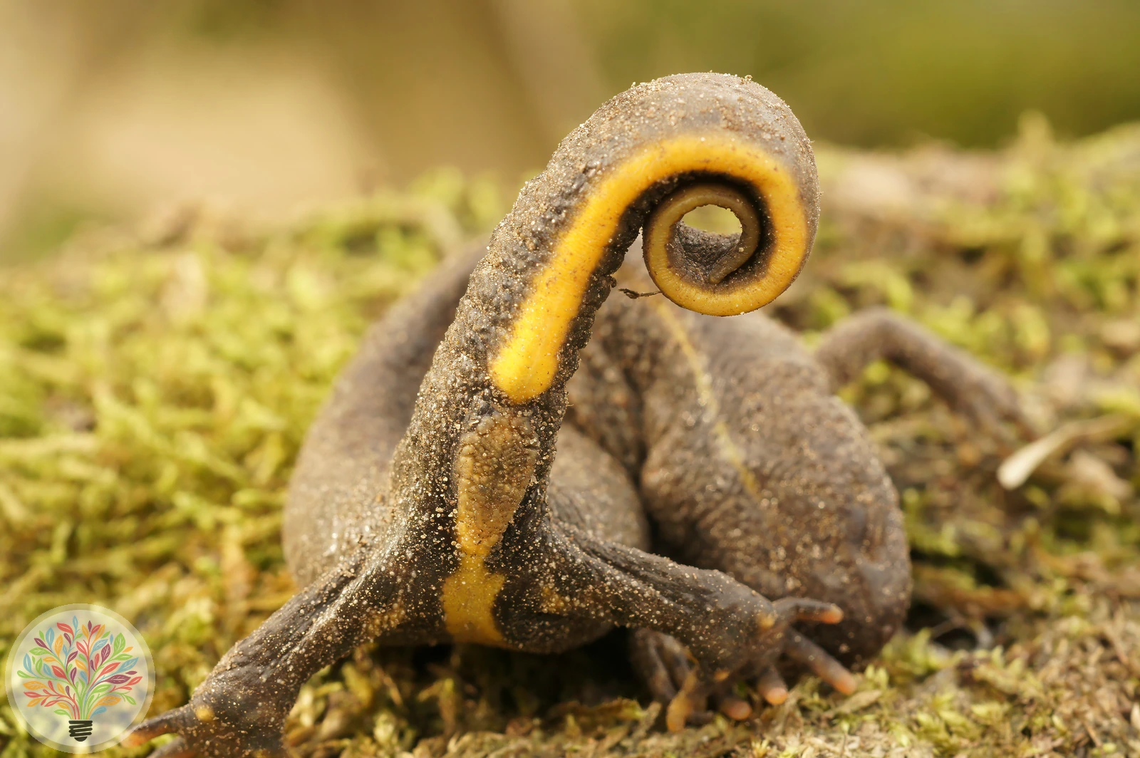 Italienischer Kammmolch – Bild 3 von 3