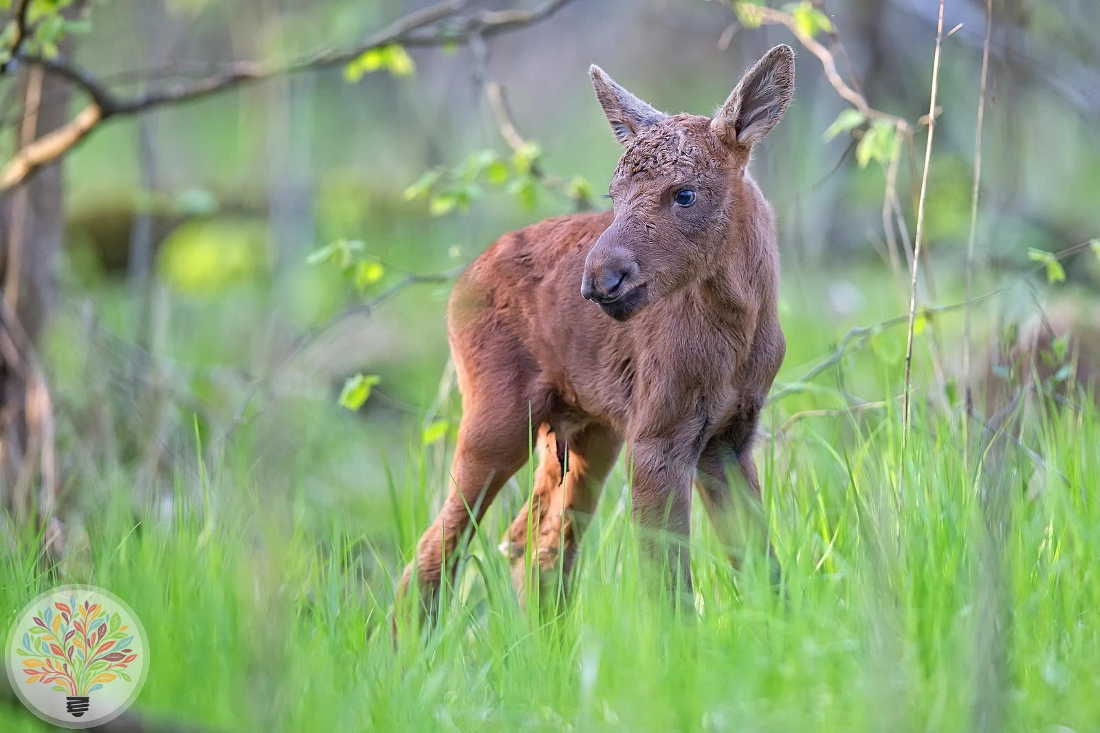 Elch – Bild 3 von 3