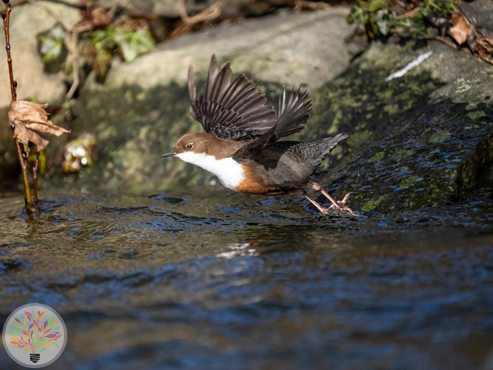 Cinclus cinclus – Afbeelding 3 van 6