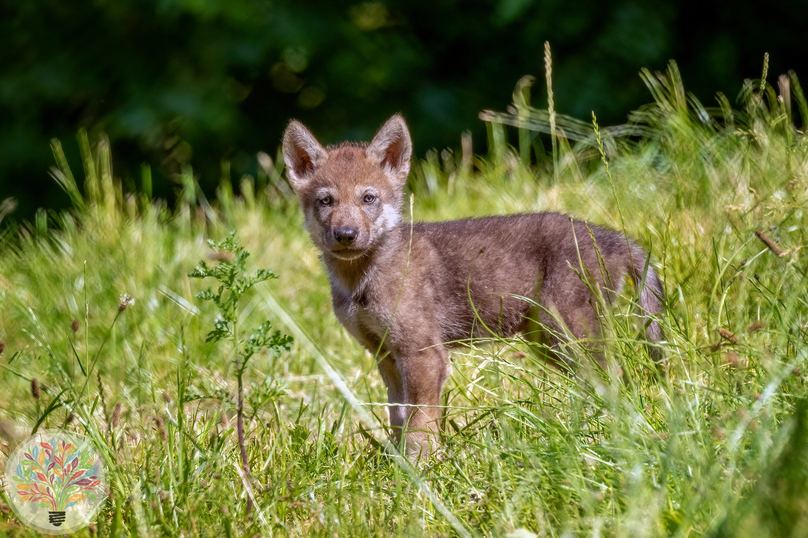 Wolf – Bild 6 von 7