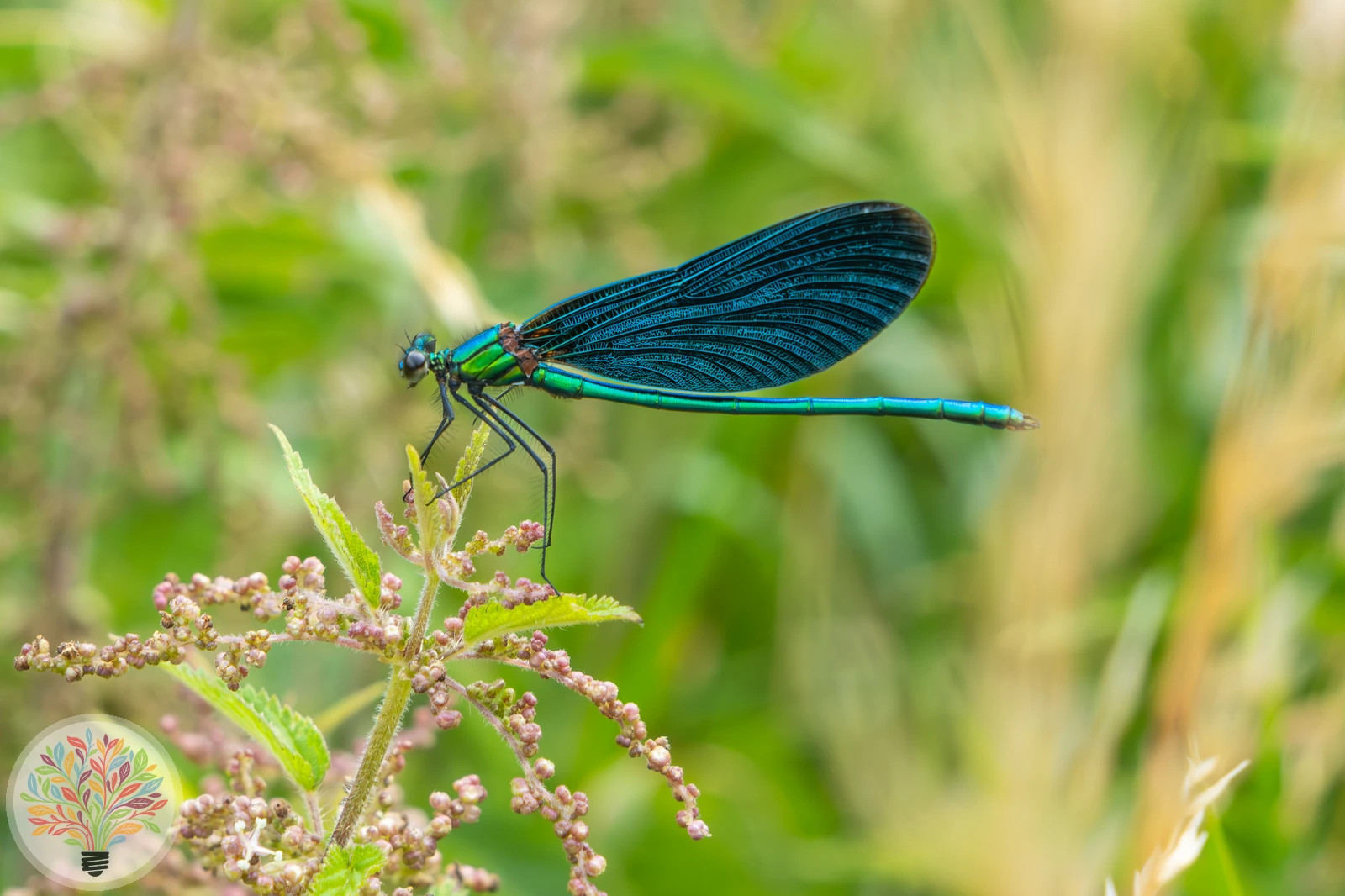 Blauflügel-Prachtlibelle – Bild 2 von 2
