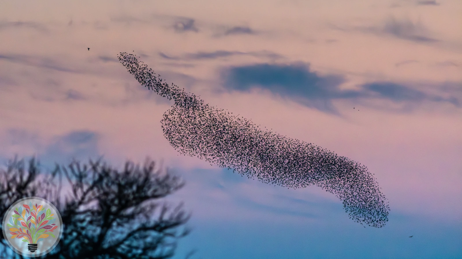 Sturnus vulgaris – Afbeelding 6 van 6