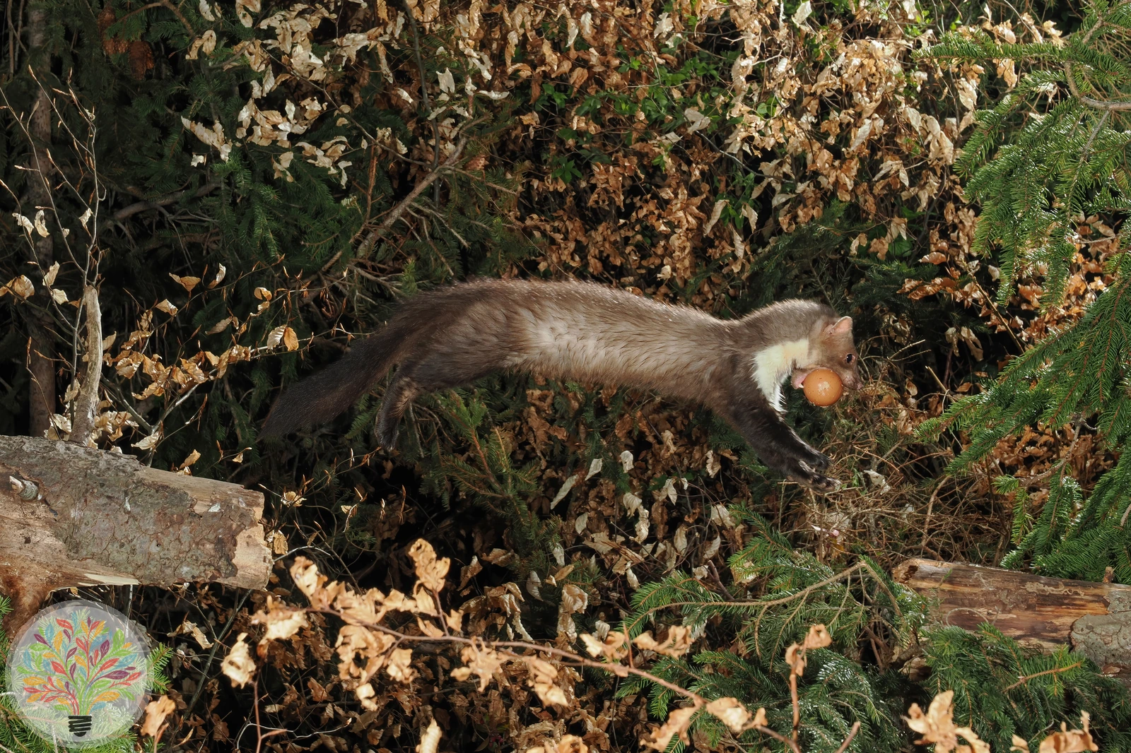 Steinmarder – Bild 4 von 4