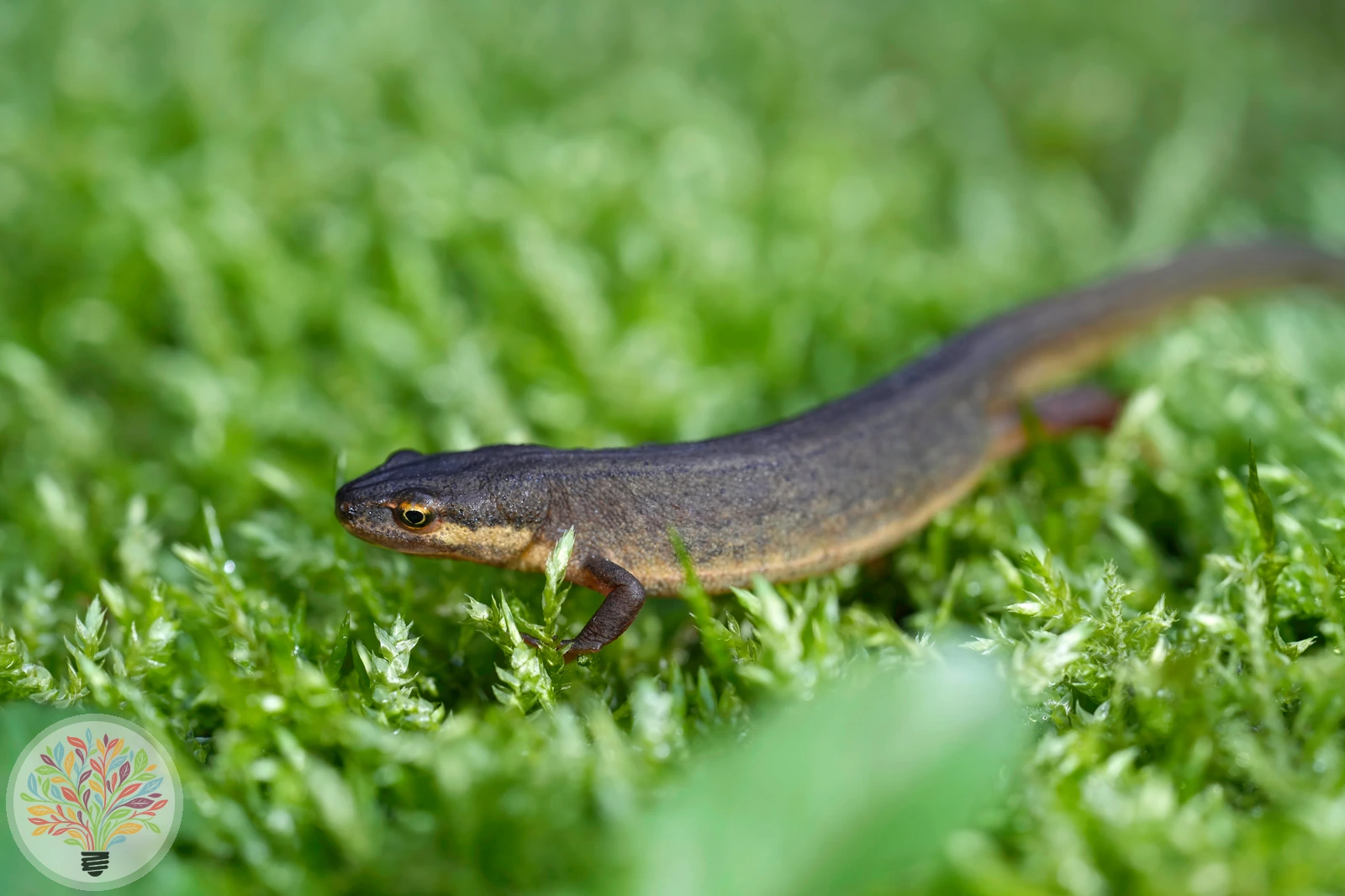 Teichmolch – Bild 5 von 5