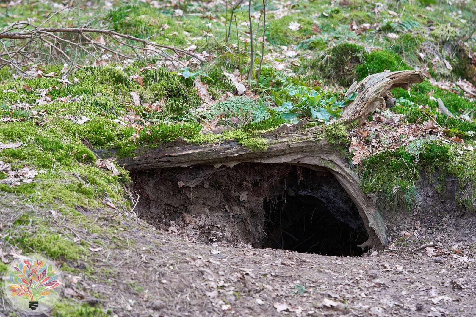 Rotfuchs – Bild 8 von 9