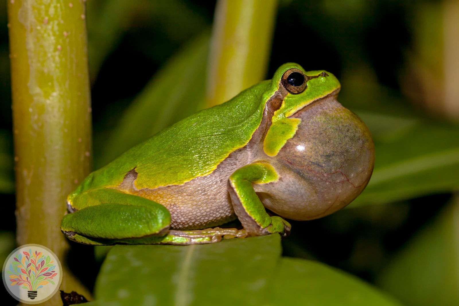 Europäischer Laubfrosch – Bild 5 von 5