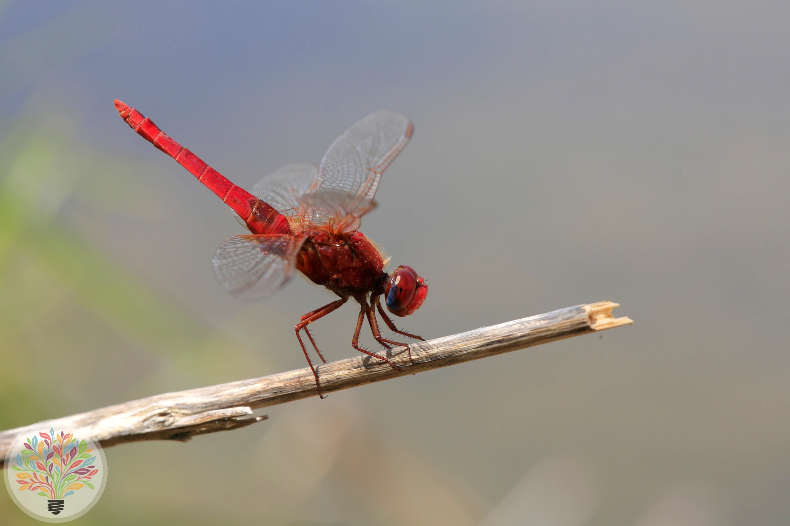 Blutrote Heidelibelle – Bild 4 von 4