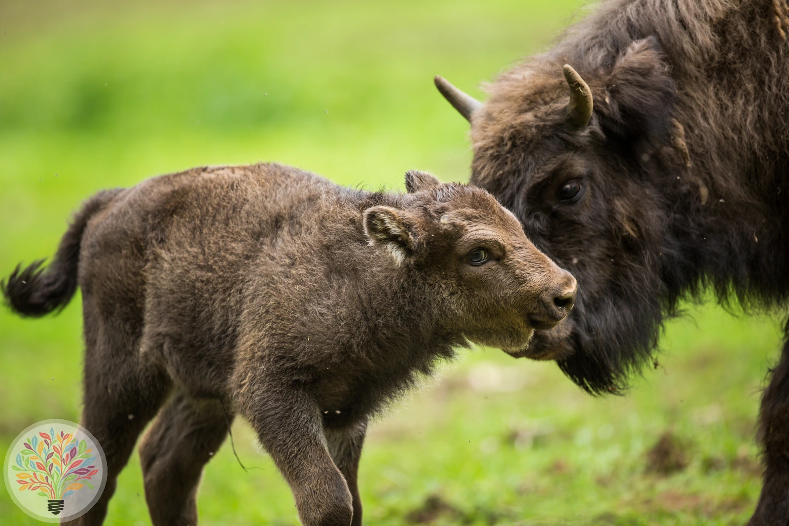 Wisent – Bild 4 von 4