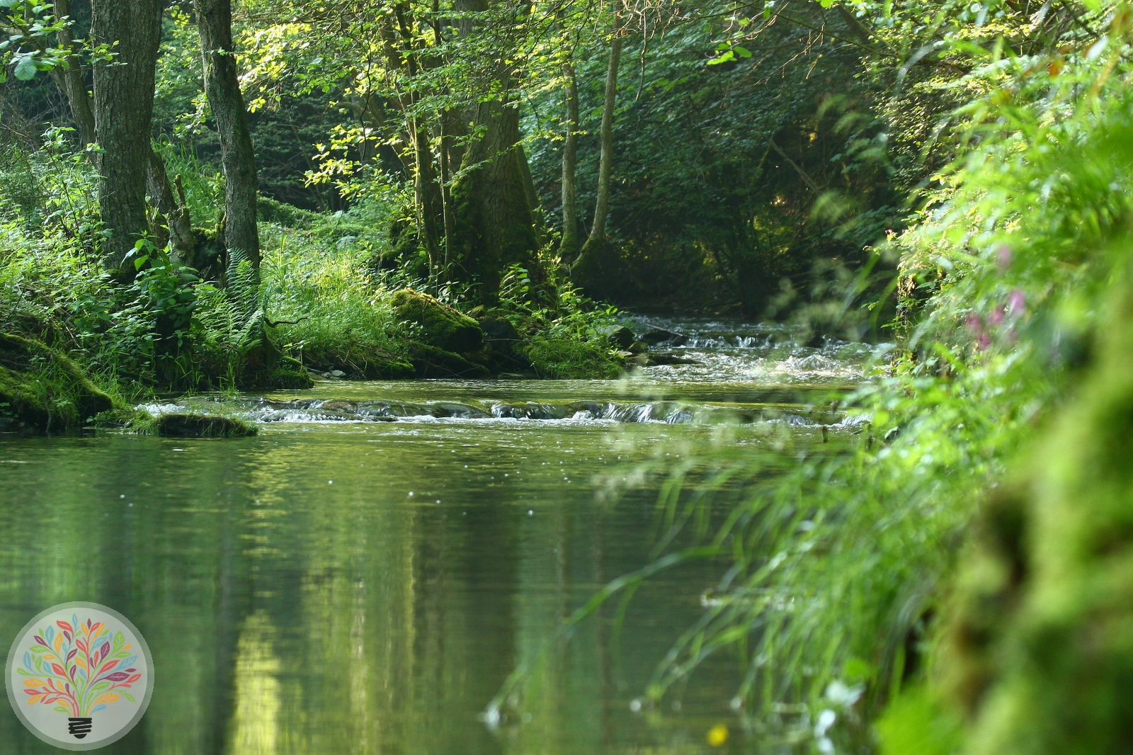Forelle – Bild 3 von 3