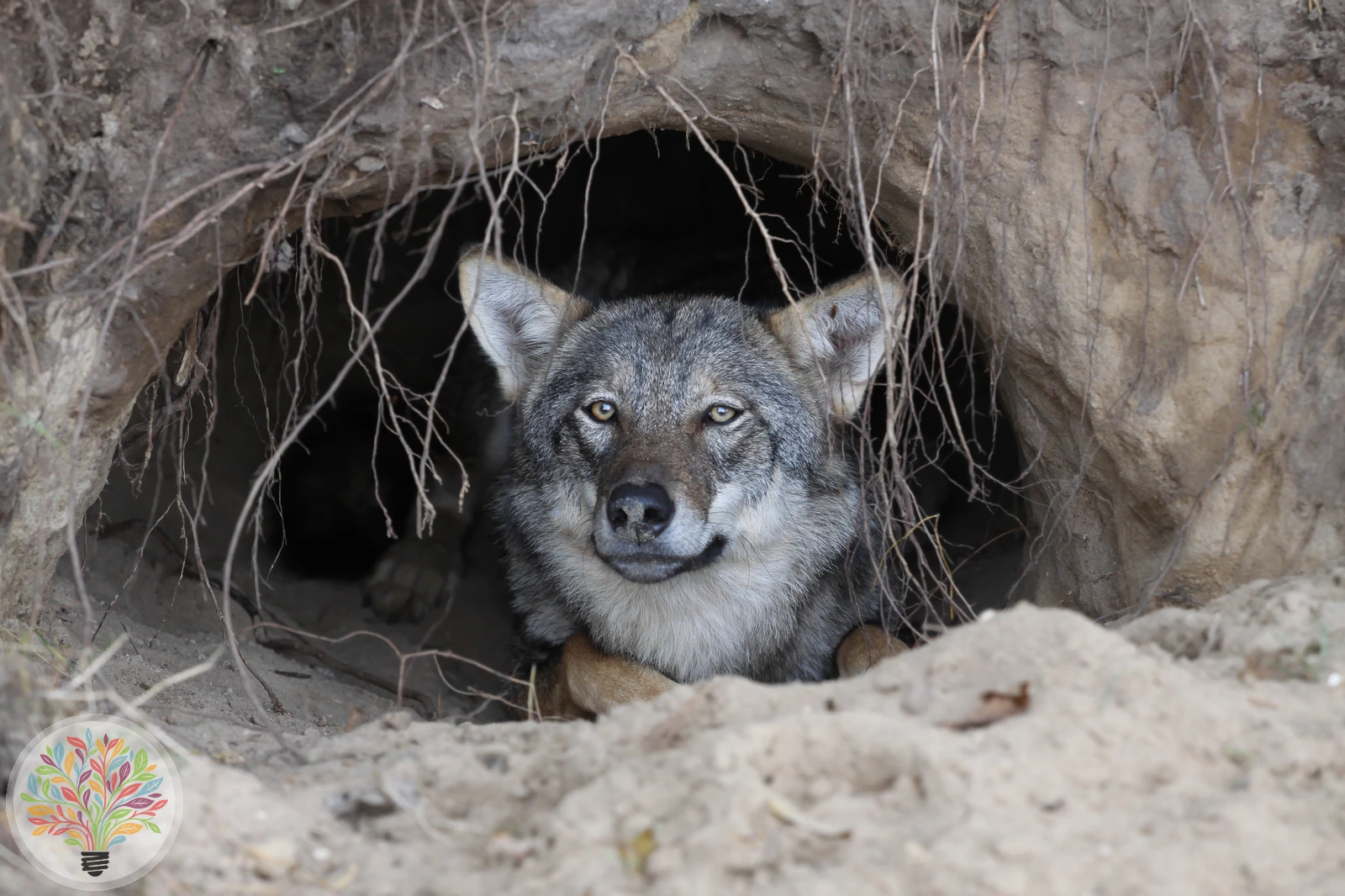 Wolf – Bild 7 von 7