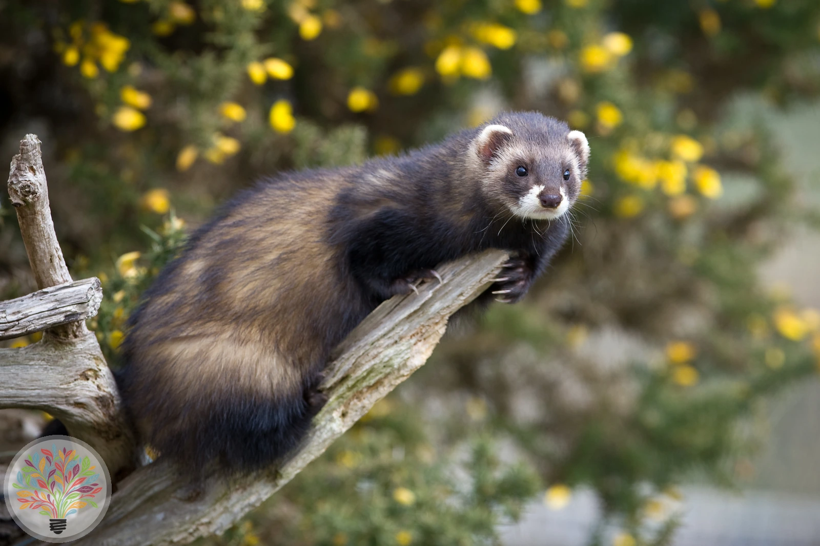 Mustela putorius Linnaeus, 1758 – Bild 3 von 3