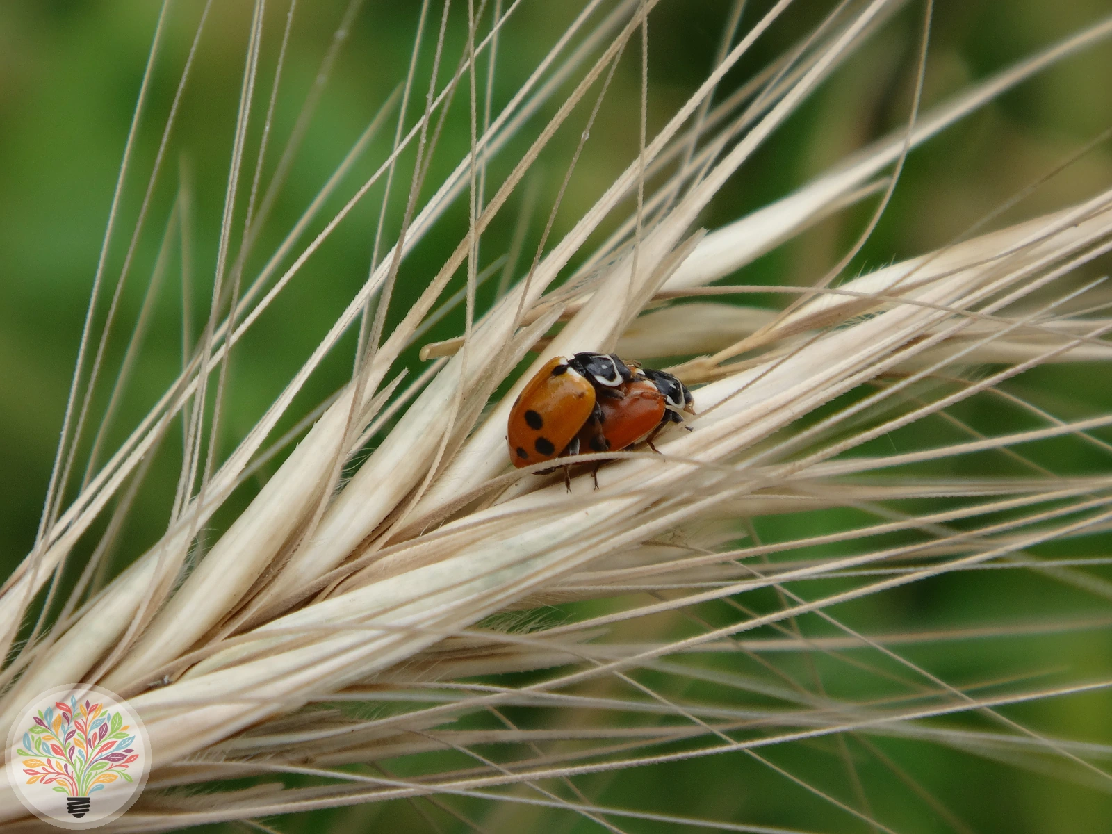 Veränderlicher Marienkäfer – Bild 3 von 4