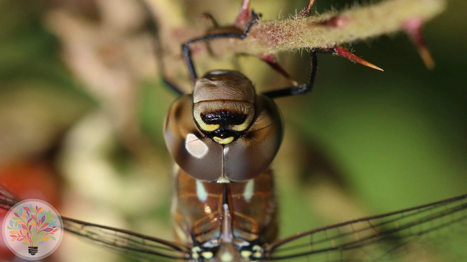 Aeshna mixta – Afbeelding 2 van 6