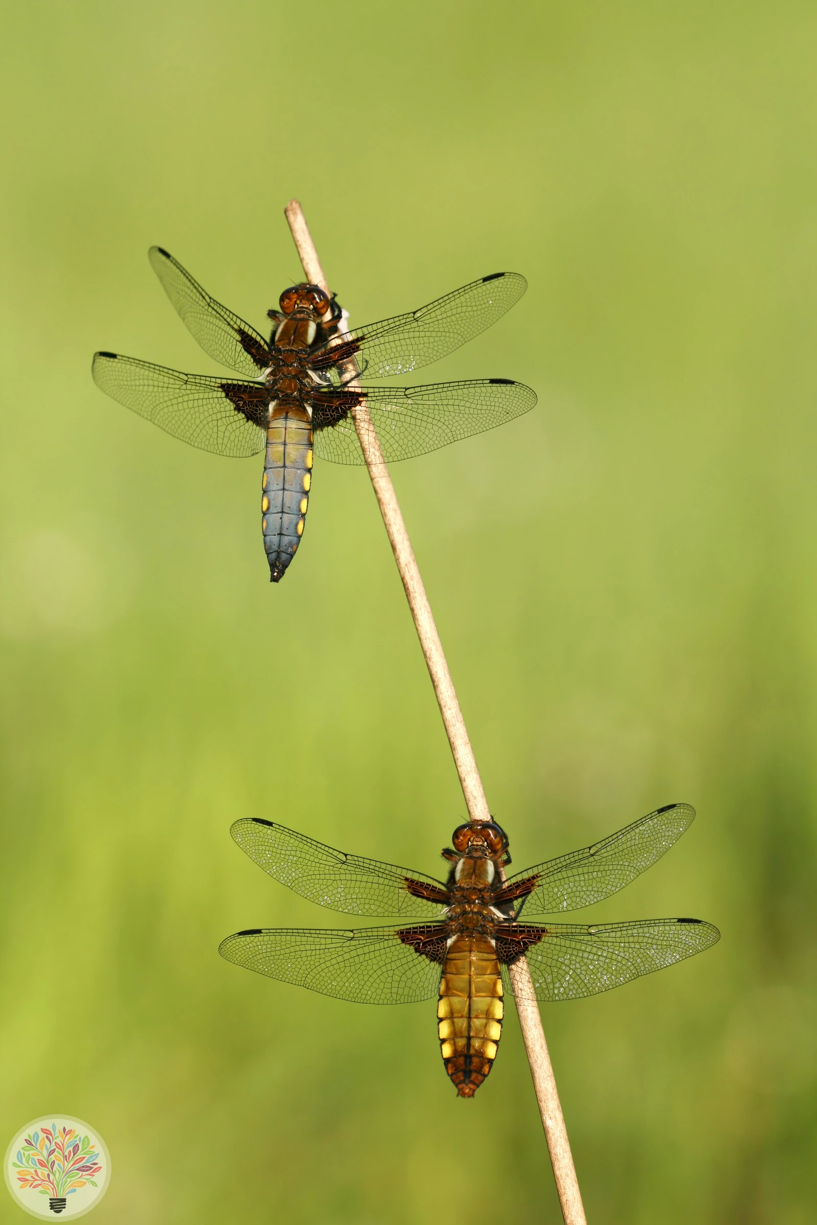 Libellula depressa – Afbeelding 3 van 3