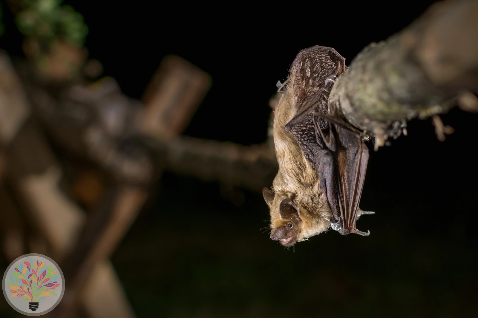 Breitflügelfledermaus – Bild 3 von 3