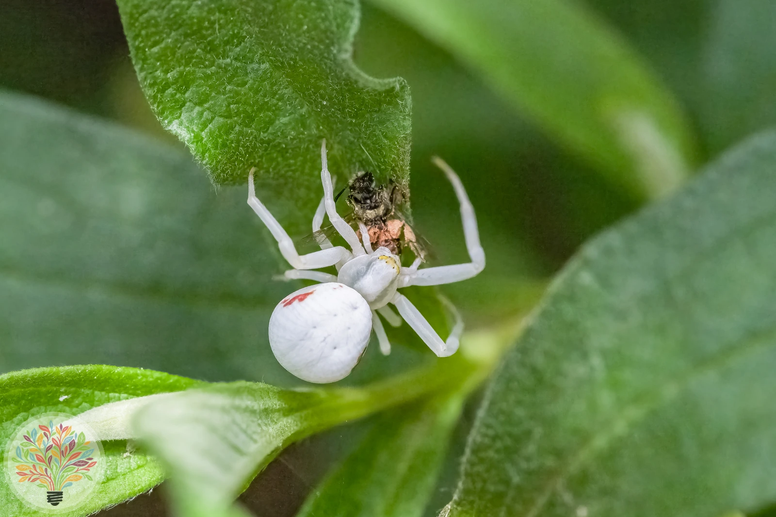 Veränderliche Krabbenspinne – Bild 6 von 7