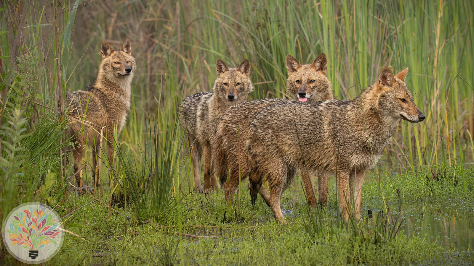 Goldschakal – Bild 5 von 6