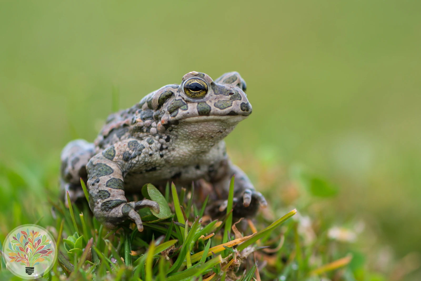 Wechselkröte – Bild 3 von 3