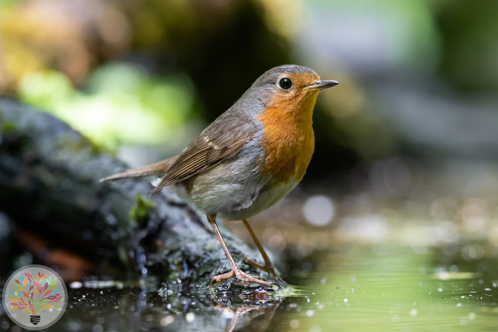 Erithacus rubecula – Imagine 2 din 6