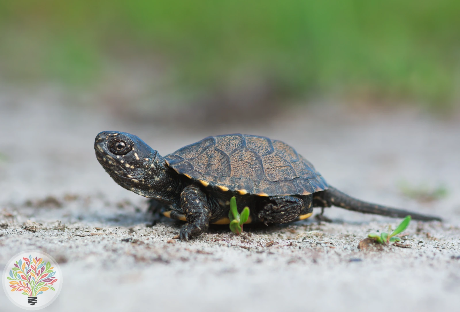 Europäische Sumpfschildkröte – Bild 4 von 4