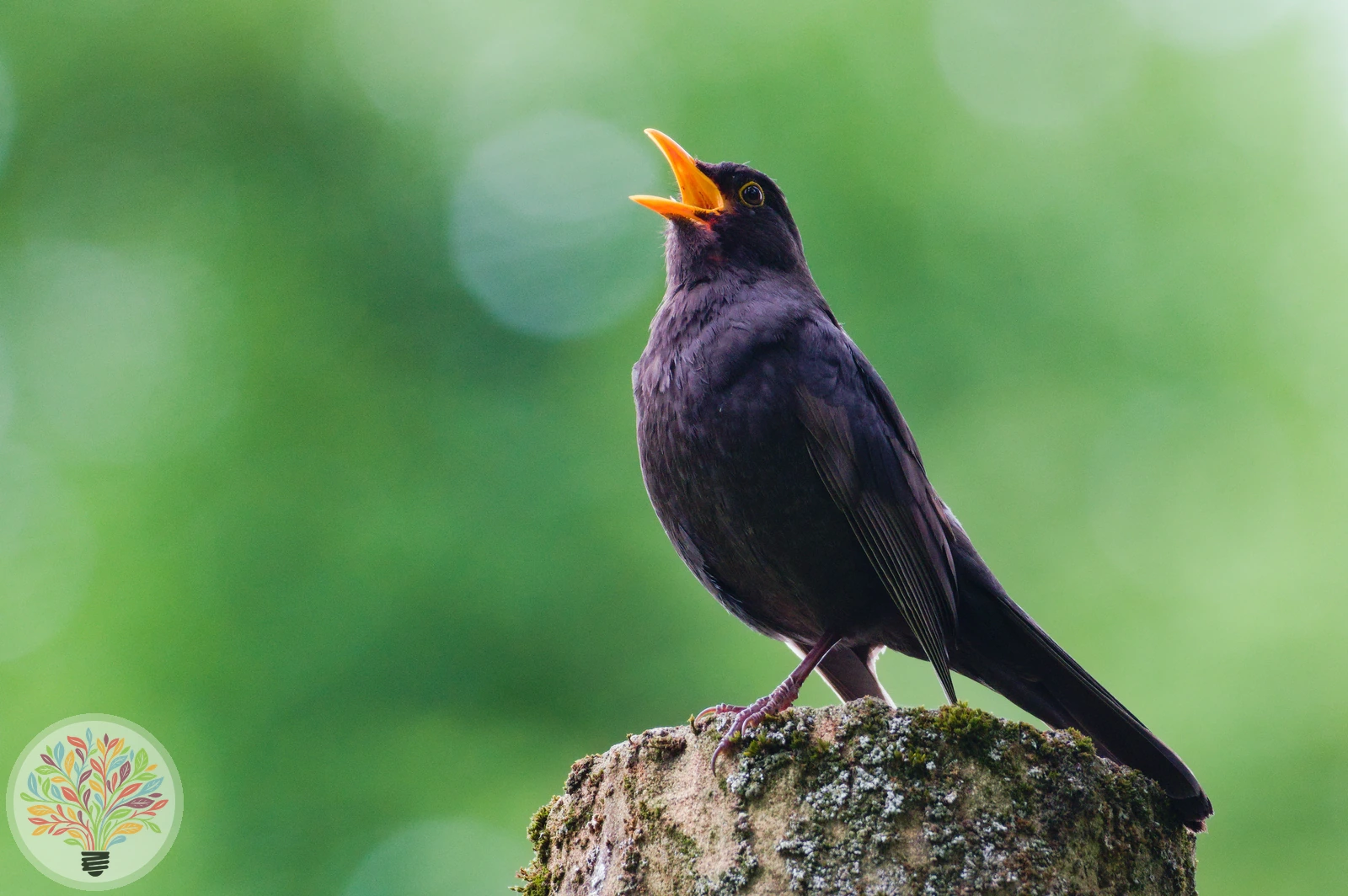 Turdus merula – Afbeelding 2 van 6