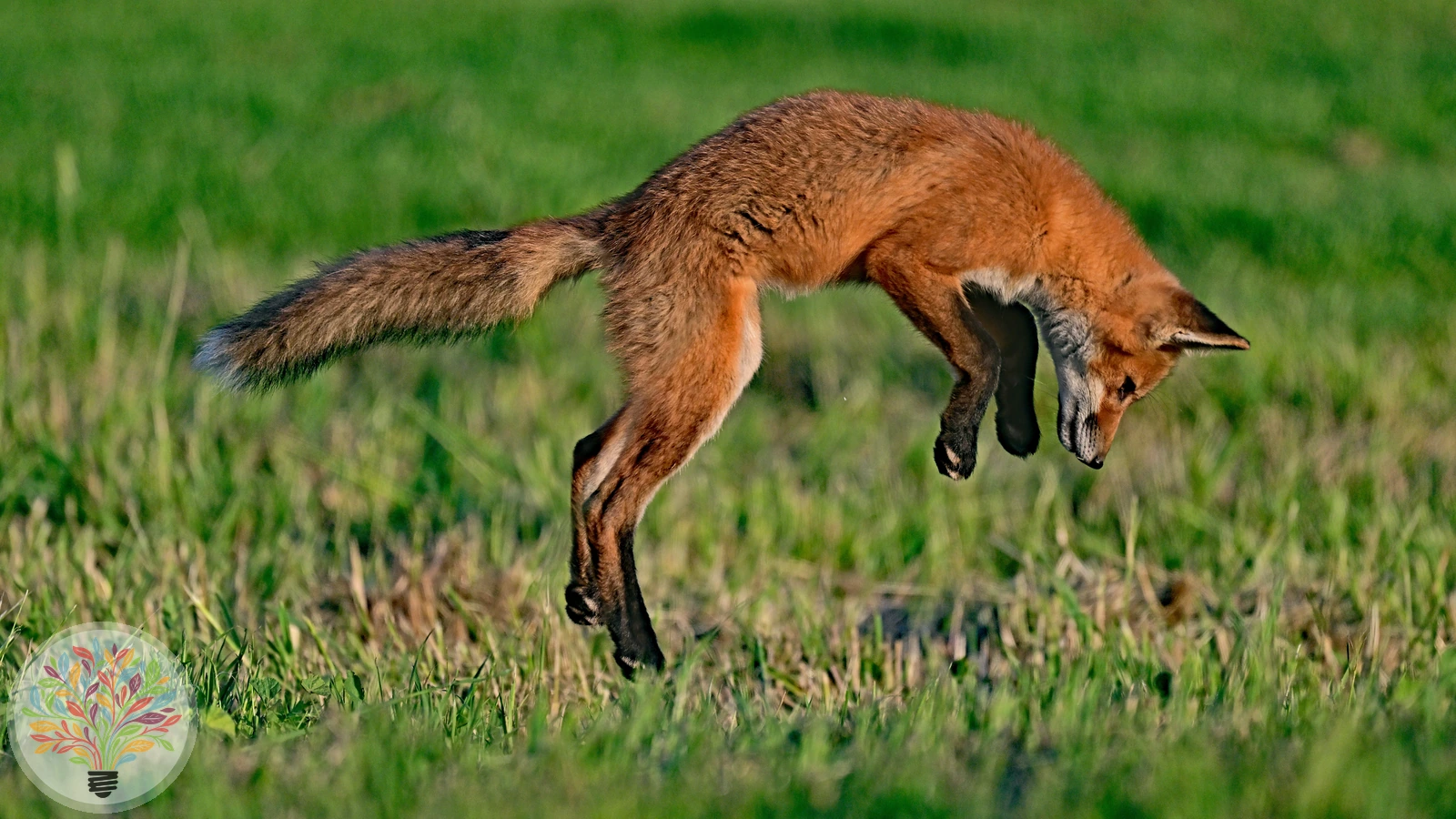 Rotfuchs – Bild 9 von 9