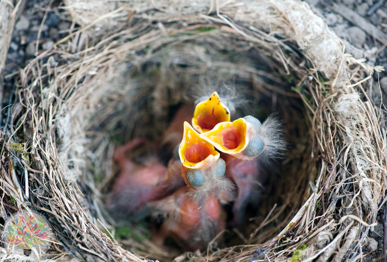 Turdus merula – Afbeelding 6 van 6