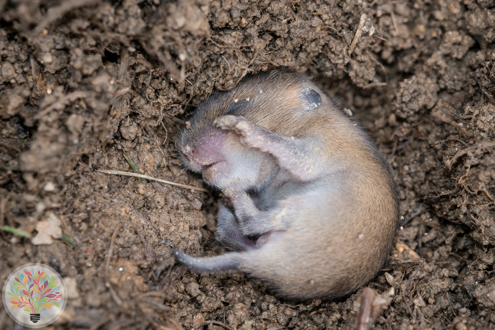 Feldmaus – Bild 3 von 3