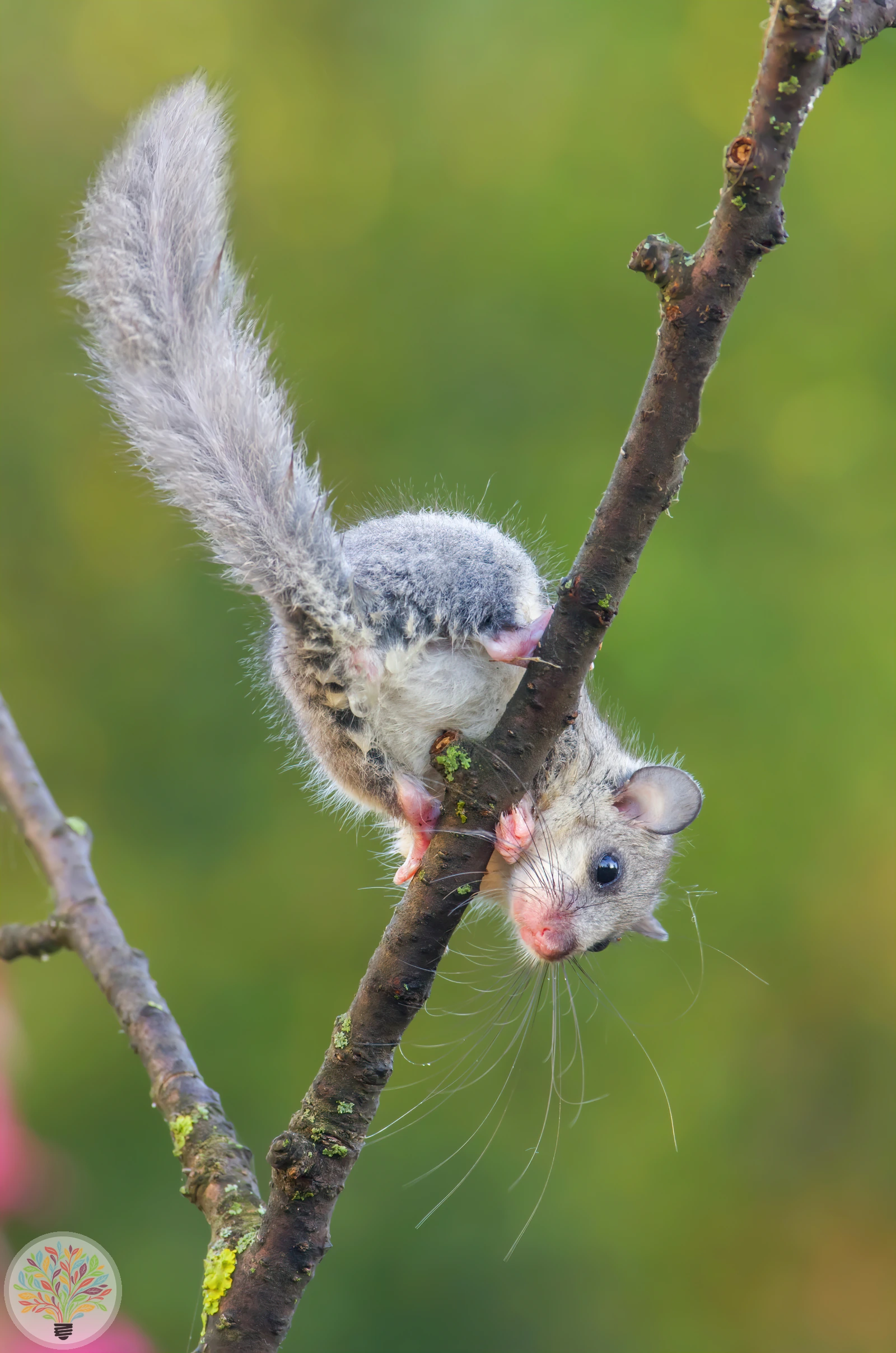 Siebenschläfer – Bild 3 von 3