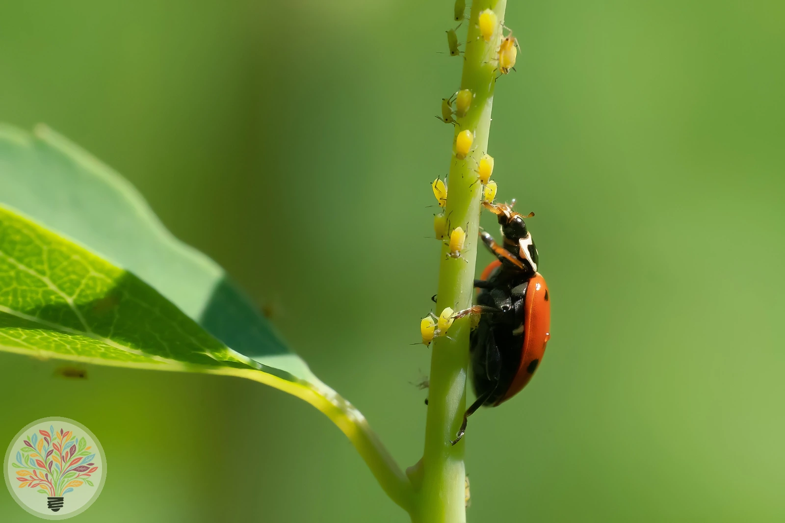 Fünfpunkt-Marienkäfer – Bild 2 von 7