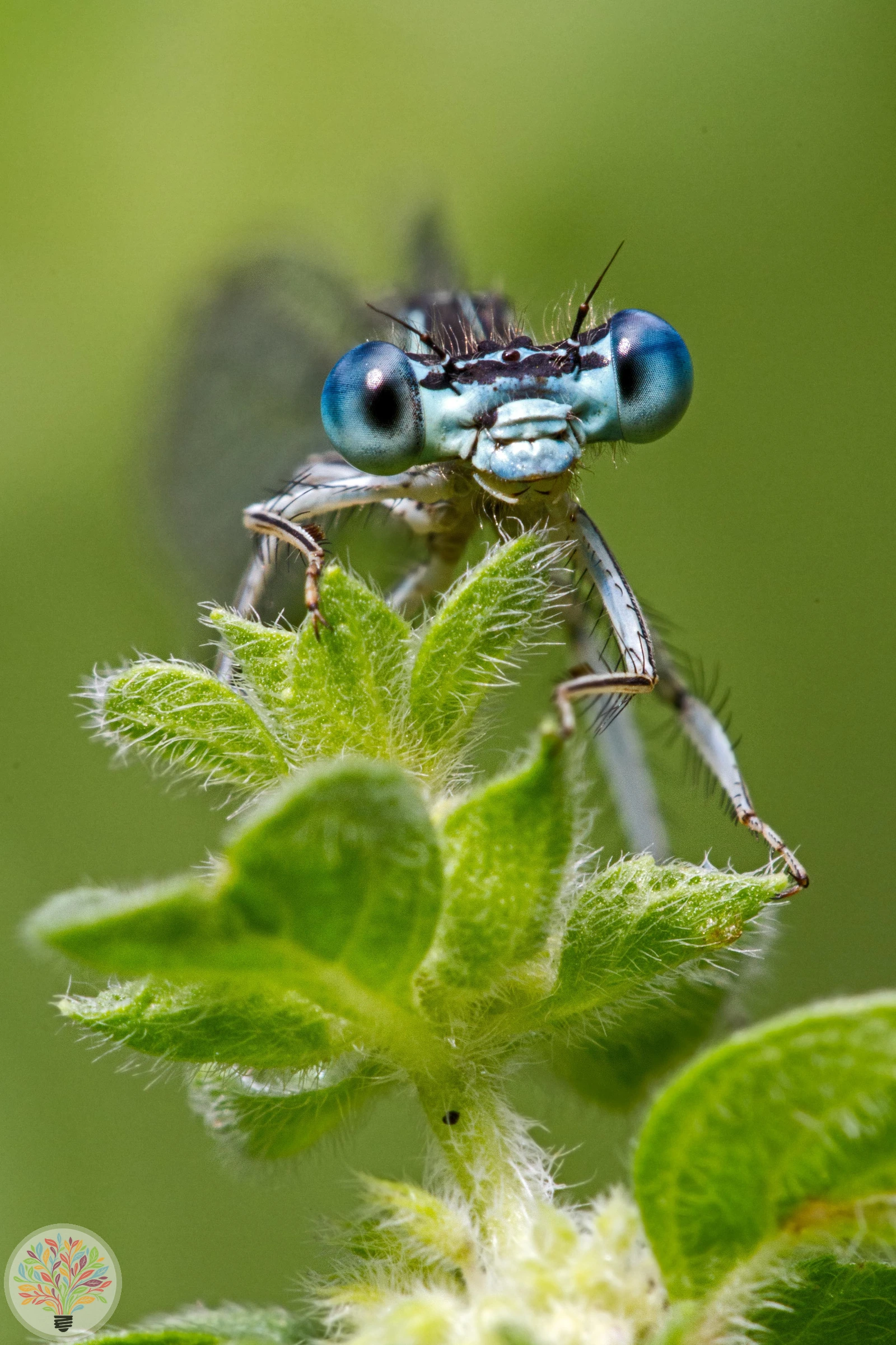 Federlibelle – Bild 2 von 4