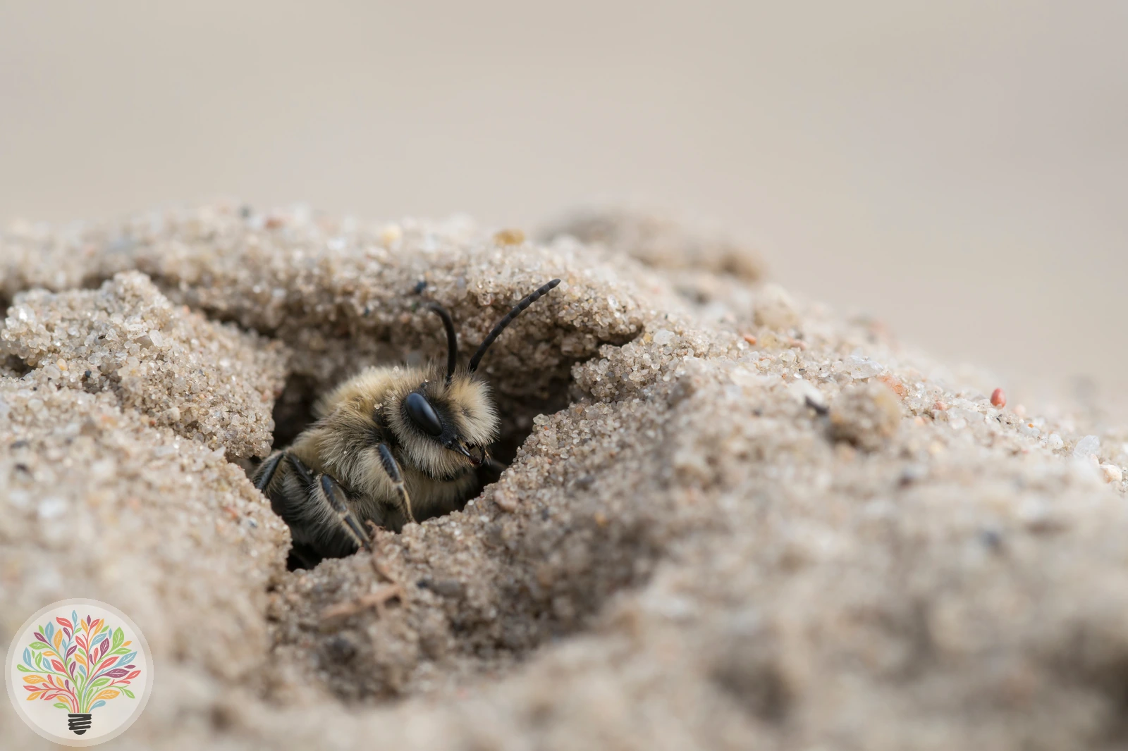 Bärtige Sandbiene – Bild 2 von 3