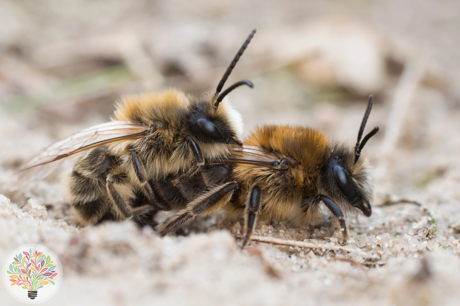 Bärtige Sandbiene – Bild 3 von 3