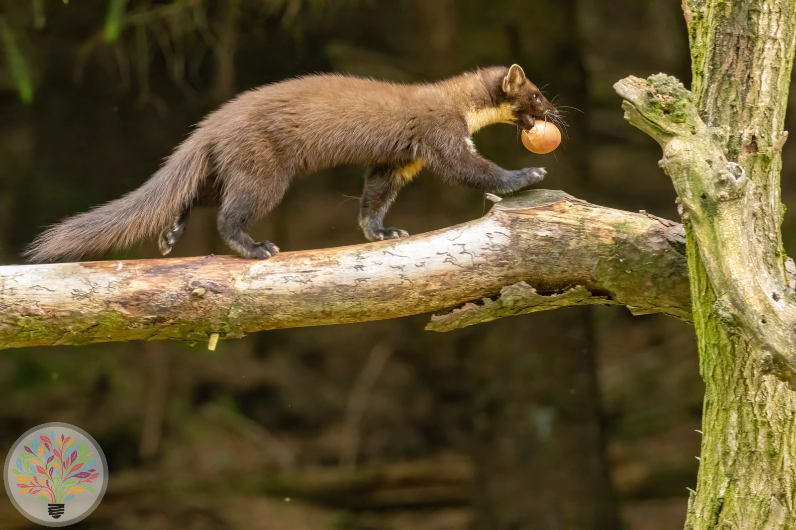 Baummarder – Bild 5 von 5