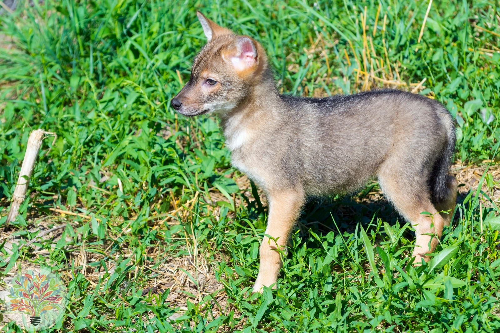 Goldschakal – Bild 6 von 6