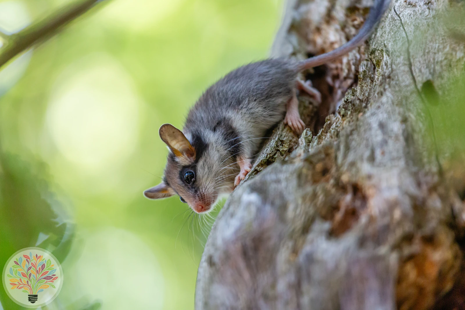 Gartenschläfer – Bild 2 von 3