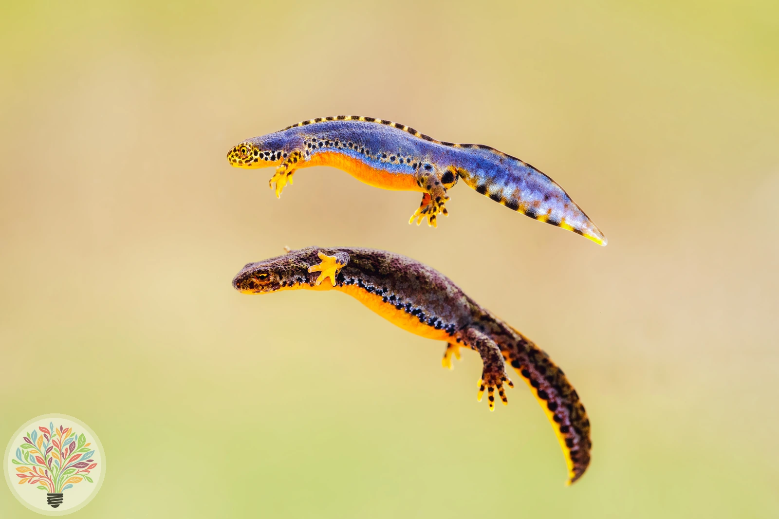 Bergmolch – Bild 3 von 3