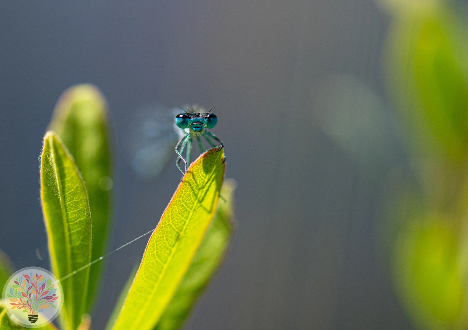 Maanwaterjuffer – Afbeelding 2 van 3