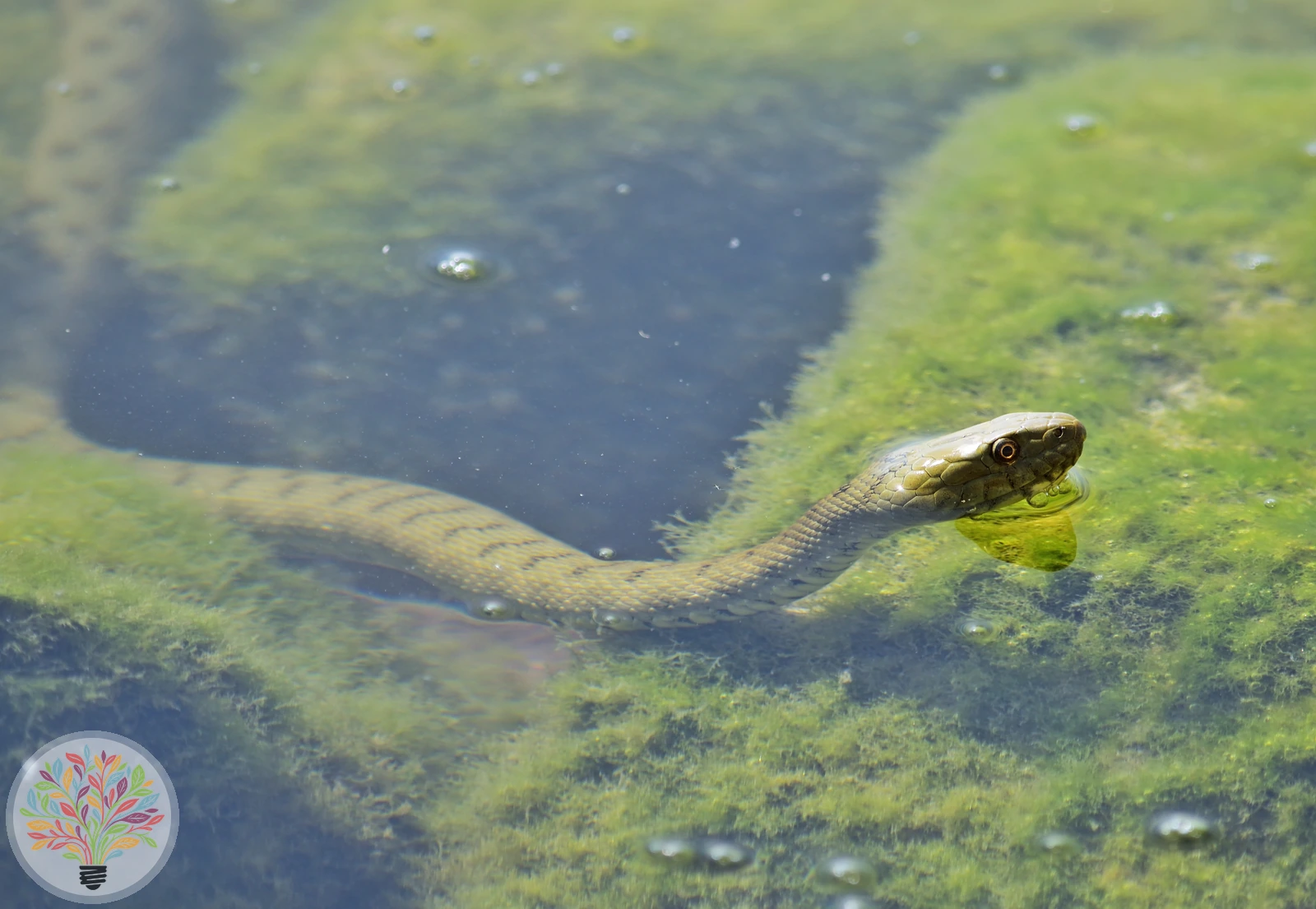 Würfelnatter – Bild 4 von 4