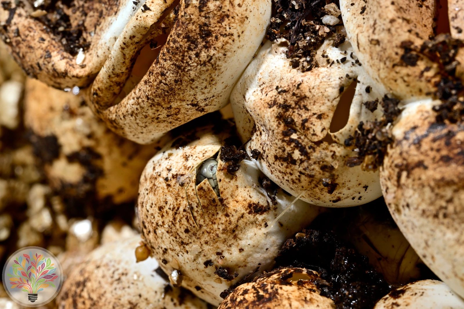 Barren-Ringelnatter – Bild 3 von 3