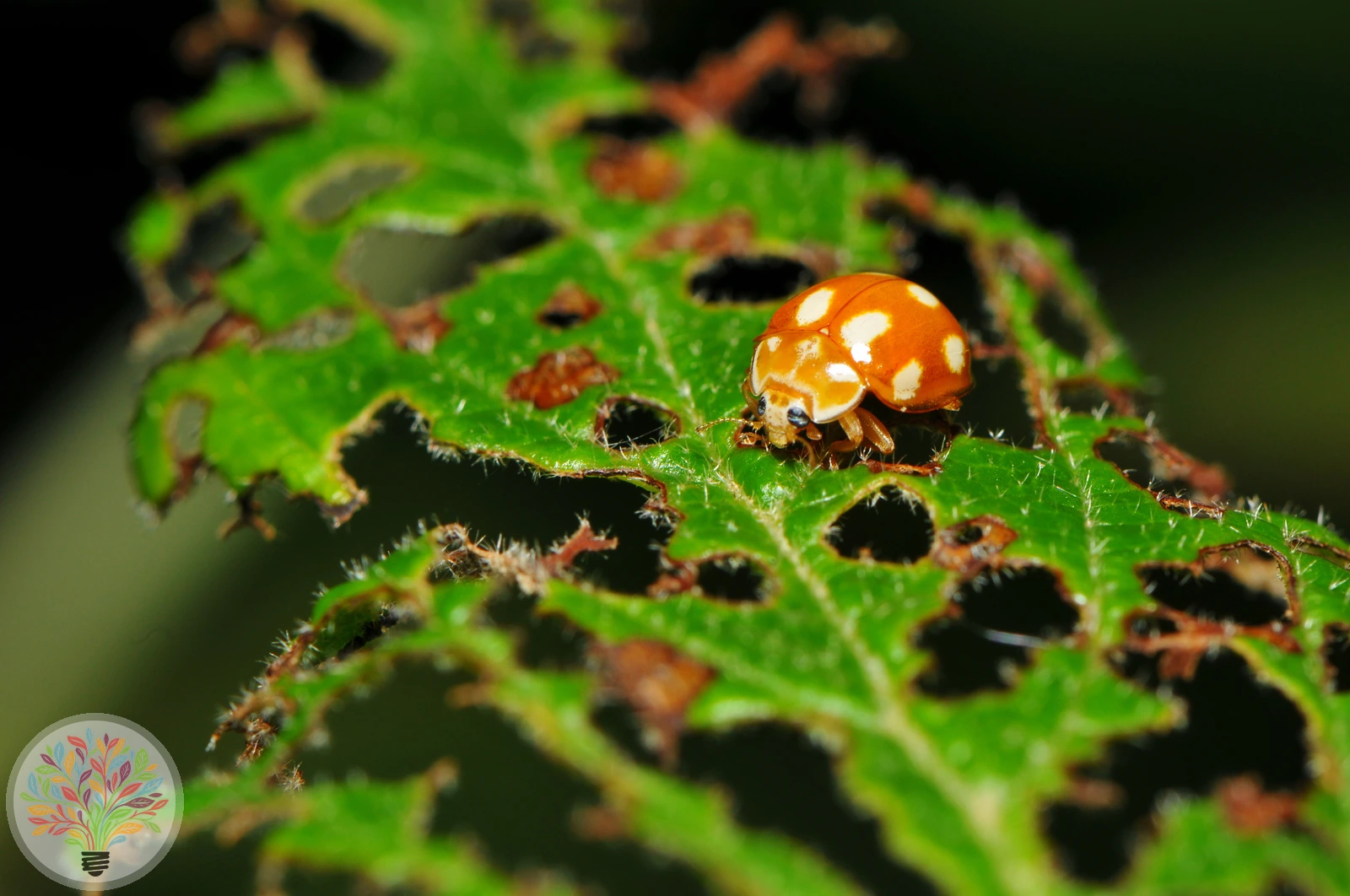 Zehnfleckiger Marienkäfer – Bild 2 von 4