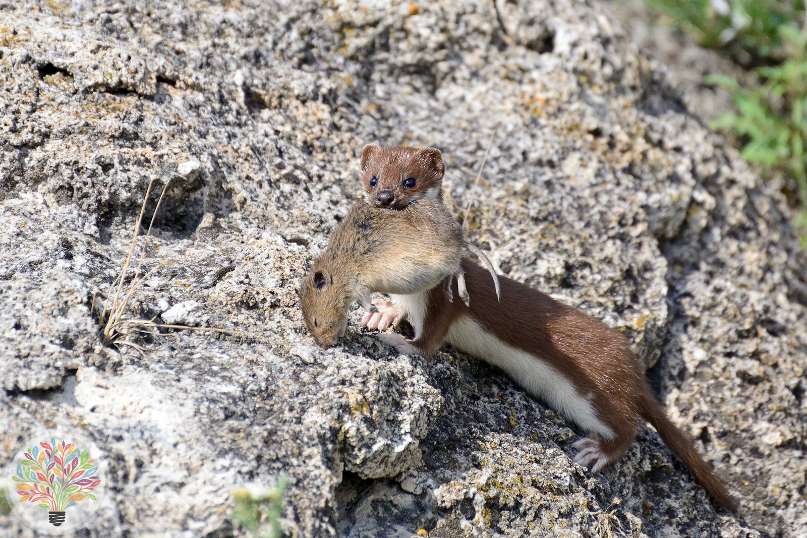 Zwergwiesel – Bild 4 von 4