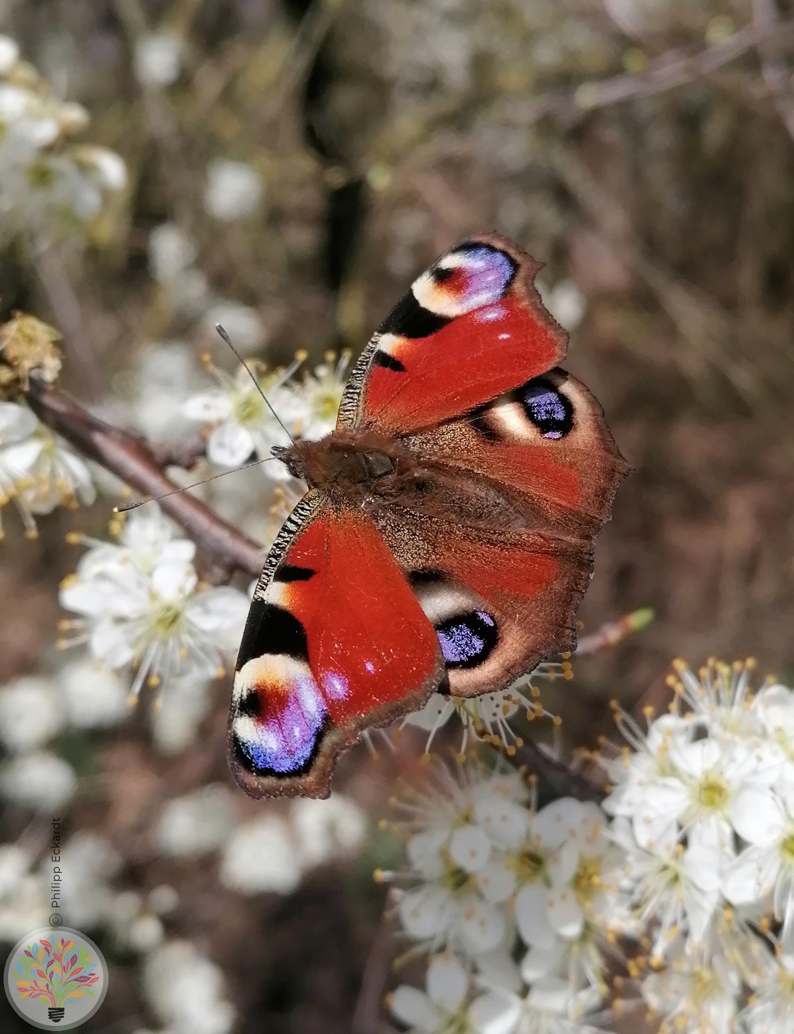 Tagpfauenauge – Bild 1 von 4